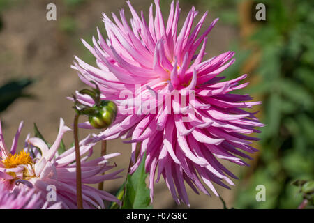 Dahlia Joy Donaldson Stock Photo - Alamy