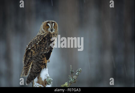 Long Eared Owl taken in profile looking back at camera perched on snow covered branch in snowstorm Stock Photo