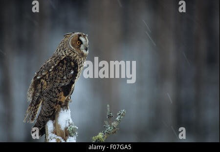 Long Eared Owl taken in profile looking right perched on snow covered branch in snowstorm Stock Photo