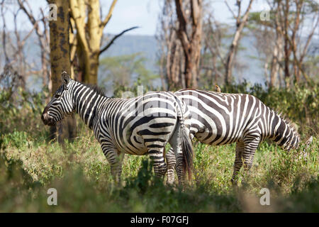 Zebras in Nakuru National Park in Kenya. Stock Photo