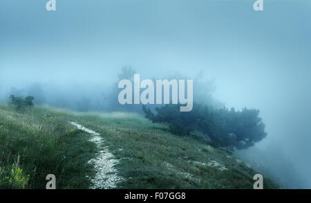 Path through a mysterious dark old forest in fog on the top of the mountain. Summer morning in Crimea. Magical atmosphere. Fairy Stock Photo