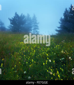 Path through a mysterious dark old forest in fog on the top of the mountain. Summer morning in Crimea. Magical atmosphere. Fairy Stock Photo
