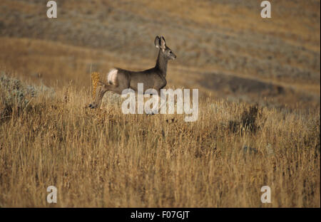 Mule Deer taken in profile pronging leaping through the air to the right  through long grass Stock Photo