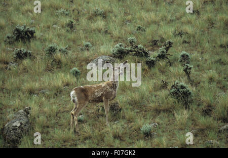 Mule Deer taken in profile looking right standing on mountainside in brush and sage brush Stock Photo
