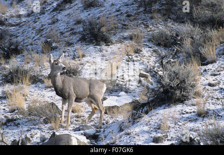 Mule Deer taken in profile looking back over shoulder to right standing in snow on mountainside with sage brush Stock Photo