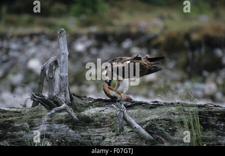 Osprey taken in profile looking left perched on fallen tree trunk feeding on fish held in its talons Stock Photo