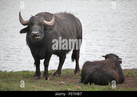 Asian water buffalo (Bubalus bubalis) at Chomutov Zoo in Chomutov, North Bohemia, Czech Republic.