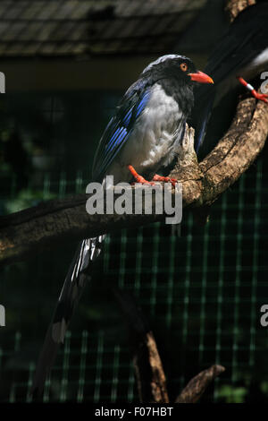 Red-billed blue magpie (Urocissa erythrorhyncha) at Chomutov Zoo in Chomutov, North Bohemia, Czech Republic. Stock Photo