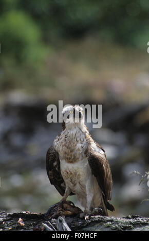 Osprey taken from front looking at camera perched on fallen tree trunk with fish held in one talon Stock Photo