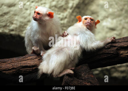 Silvery marmoset (Mico argentatus) at Jihlava Zoo in Jihlava, East Bohemia, Czech Republic. Stock Photo