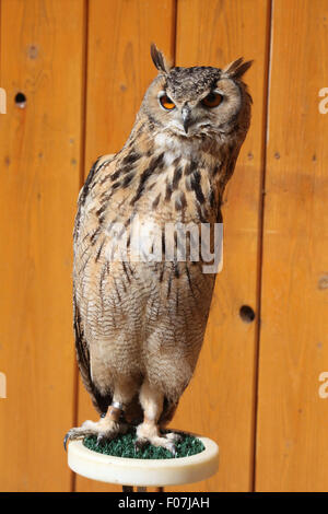 Indian eagle-owl (Bubo bengalensis), also known as the Bengal eagle-owl at Jihlava Zoo in Jihlava, East Bohemia, Czech Republic. Stock Photo