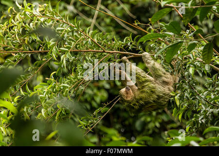 Brown-throated three-toed sloth (Bradypus variegatus) found in the Luna Nueva Rain Forest private reserve in Costa Rica Stock Photo