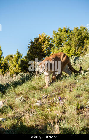 Mountain Lion walking in a meadow near Bozeman, Montana, USA.  Note: This is a captive animal Stock Photo