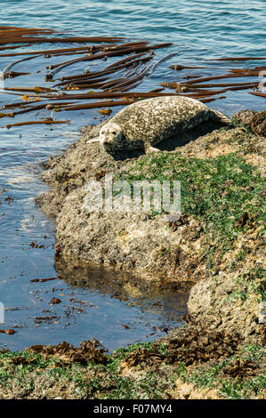 Harbor Seal sunning itself along the Pacific ocean shoreline on San Juan Island, Washington, USA Stock Photo