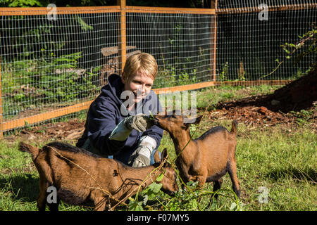 Woman feeding blackberry bush vines to her 11 week old Oberhasli goats, which they consider a treat, in Issaquah, Washington Stock Photo