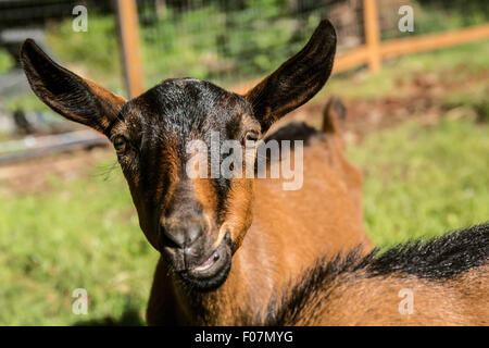 Close-up of a 11 week old Oberhasli goat, in Issaquah, Washington, USA Stock Photo