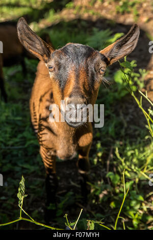 Close-up of a 11 week old Oberhasli goat in its pasture, in Issaquah, Washington, USA Stock Photo