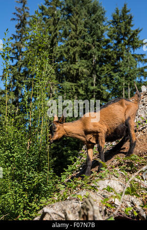 11 week old Oberhasli goat eating blackberry bush vines on a hillside, which it considers a treat, in Issaquah, Washington, USA Stock Photo
