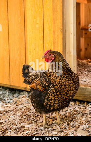 Golden Laced Wyandotte hen in front of a barn in Issaquah, Washington, USA Stock Photo