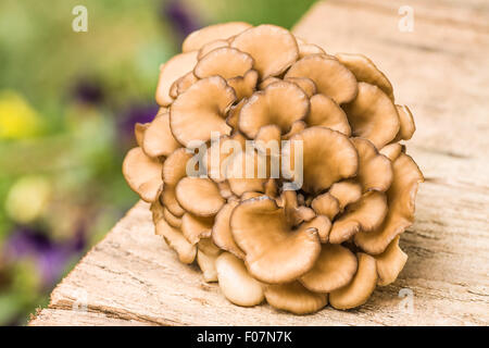 Cluster of edible Maitake mushrooms (Grifola frondosa) resting on a rustic wooden table, with pansies in the background Stock Photo