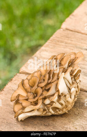 Cluster of edible Maitake mushrooms (Grifola frondosa) resting on a rustic wooden table in Issaquah, Washington, USA Stock Photo