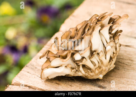 Cluster of edible Maitake mushrooms (Grifola frondosa) resting on a rustic wooden table, with pansies in the background Stock Photo