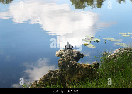 Small turtle on the rock near pond Stock Photo