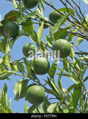 unripe oranges on a tree Stock Photo