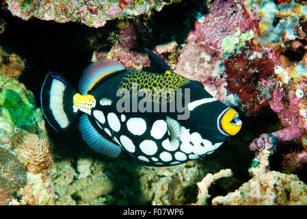 Clown Triggerfish (Balistoides conspicillum) Stock Photo