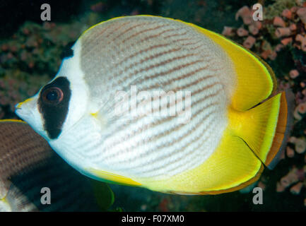 Panda Butterflyfish (Chaetodon adiergastos) Stock Photo