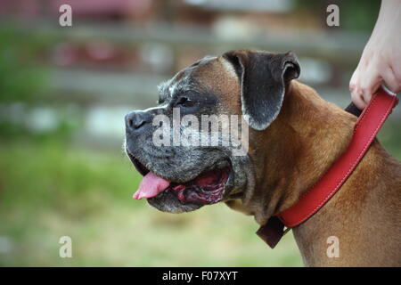 portrait of a boxer breed with red collar Stock Photo