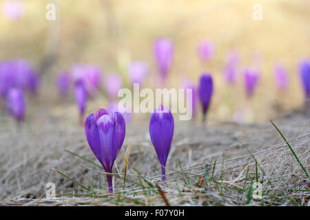 detail of spring wild flowers - crocus sativus - growing in april Stock Photo