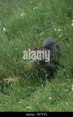 Scottish Wildcat taken from front walking through long grass looking up at camera Stock Photo