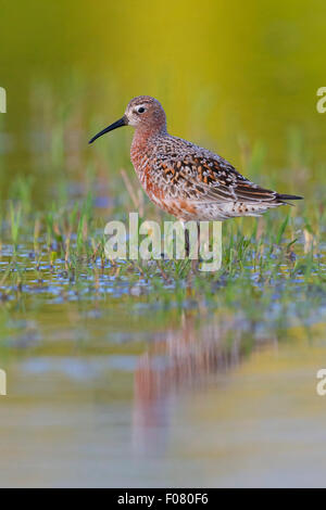 Curlew Sandpiper, Adult standing in the water, Campania, Italy (Calidris ferruginea) Stock Photo