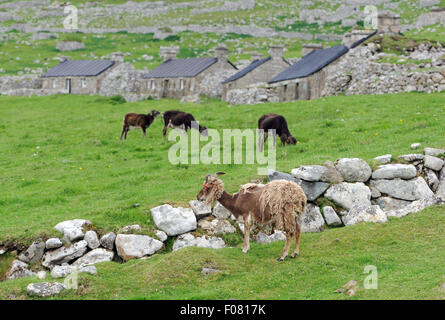 Soay sheep are a domesticated breed of sheeo (Ovis aries) descended from feral sheep on the island of  Soay . Stock Photo
