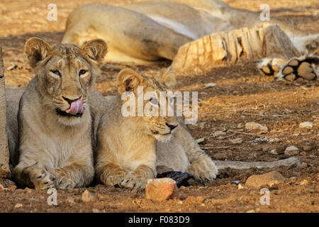 Asiatic lions (Panthera leo persica) at Gir national park, gujarat, india Stock Photo