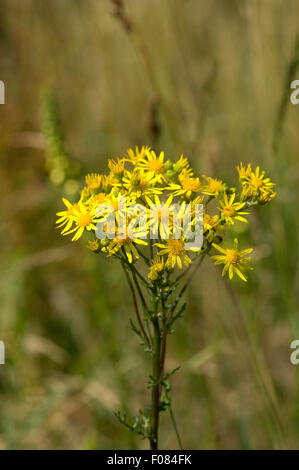 Jakobs Kreuzkraut, Jakobs-Kreuzkraut, Jakobskreuzkraut Stock Photo - Alamy