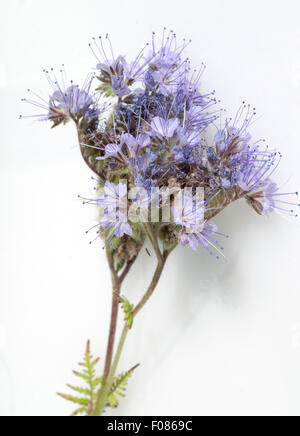 Phacelia, tanacetifolia, Bueschelschoen, Stock Photo