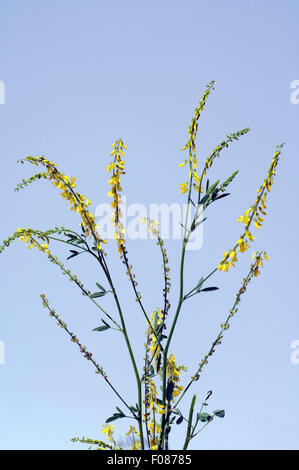 Steinklee; Melilotus, officinalis; Stock Photo