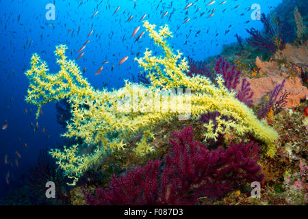 Mediterranean Black Coral, Gerardia savaglia, Massa Lubrense, Campania, Italy Stock Photo