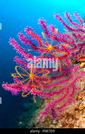 Feather Stars on Variable Gorgonians, Antedon mediterranea, Massa Lubrense, Campania, Italy Stock Photo