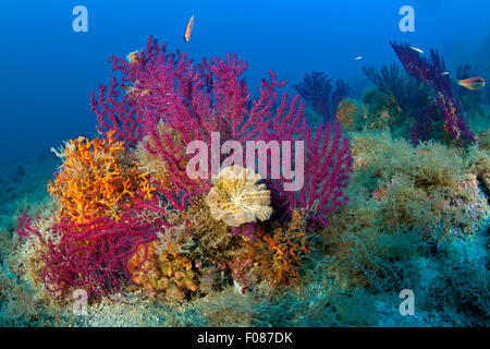 Variable Gorgonians in Coral Reef, Paramuricea clavata, Massa Lubrense, Campania, Italy Stock Photo