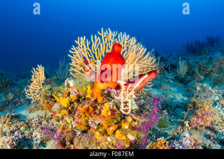 Red Sea Squirt in Coral Reef, Halocynthia papillosa, Massa Lubrense, Campania, Italy Stock Photo