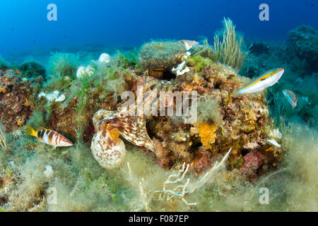 Octopus in Reef, Octopus vulgaris, Massa Lubrense, Campania, Italy Stock Photo