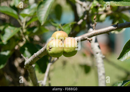 Three small apples growing on tree in orchard in France Stock Photo