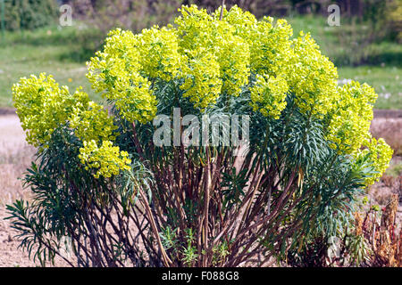 Palisaden-Wolfsmilch, Euphorbia, characia Stock Photo