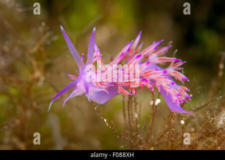 Violet Flabellina Nudibranch, Flabellina affinis, Massa Lubrense, Campania, Italy Stock Photo