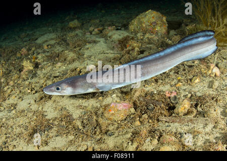 Conger Eel, Conger conger, Massa Lubrense, Campania, Italy Stock Photo