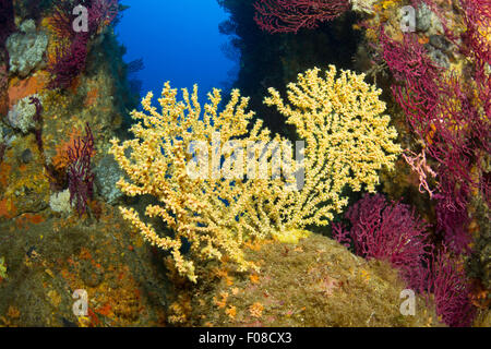 Mediterranean Black Coral, Gerardia savaglia, Santa Teresa, Sardinia, Italy Stock Photo