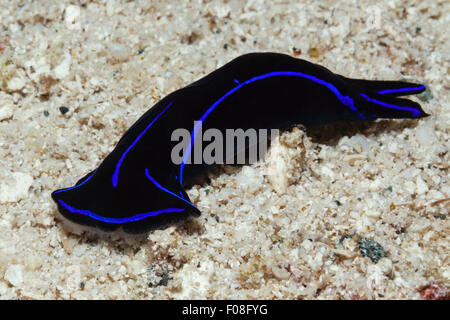 Headshield Sea Slug, Chelidonura varinas, Florida Islands, Solomon Islands Stock Photo